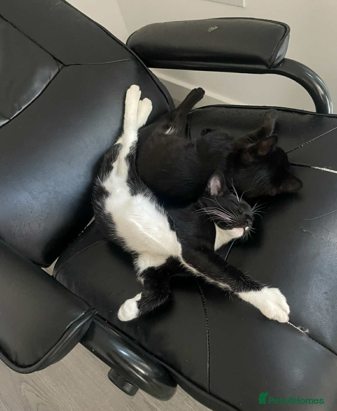 Mixed Breed cats for sale: 🐾 Sweet Cat Duo Looking for a Loving Home 🐾 - Image 13