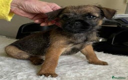 Border Terrier dogs for sale: Border Terrier Female Puppy - Image 3