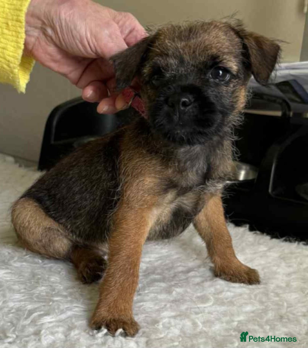 Border Terrier dogs for sale: Border Terrier Female Puppy - Image 3