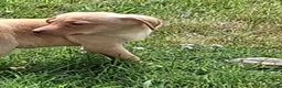 Labrador Retriever dogs for sale: Fantastic labrador pups  - Advert 3