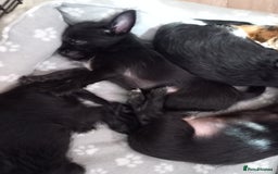Mixed Breed dogs for sale: 💞ONLY 4 Beautiful Yorkie Russel Puppies Left 💞 - Image 39