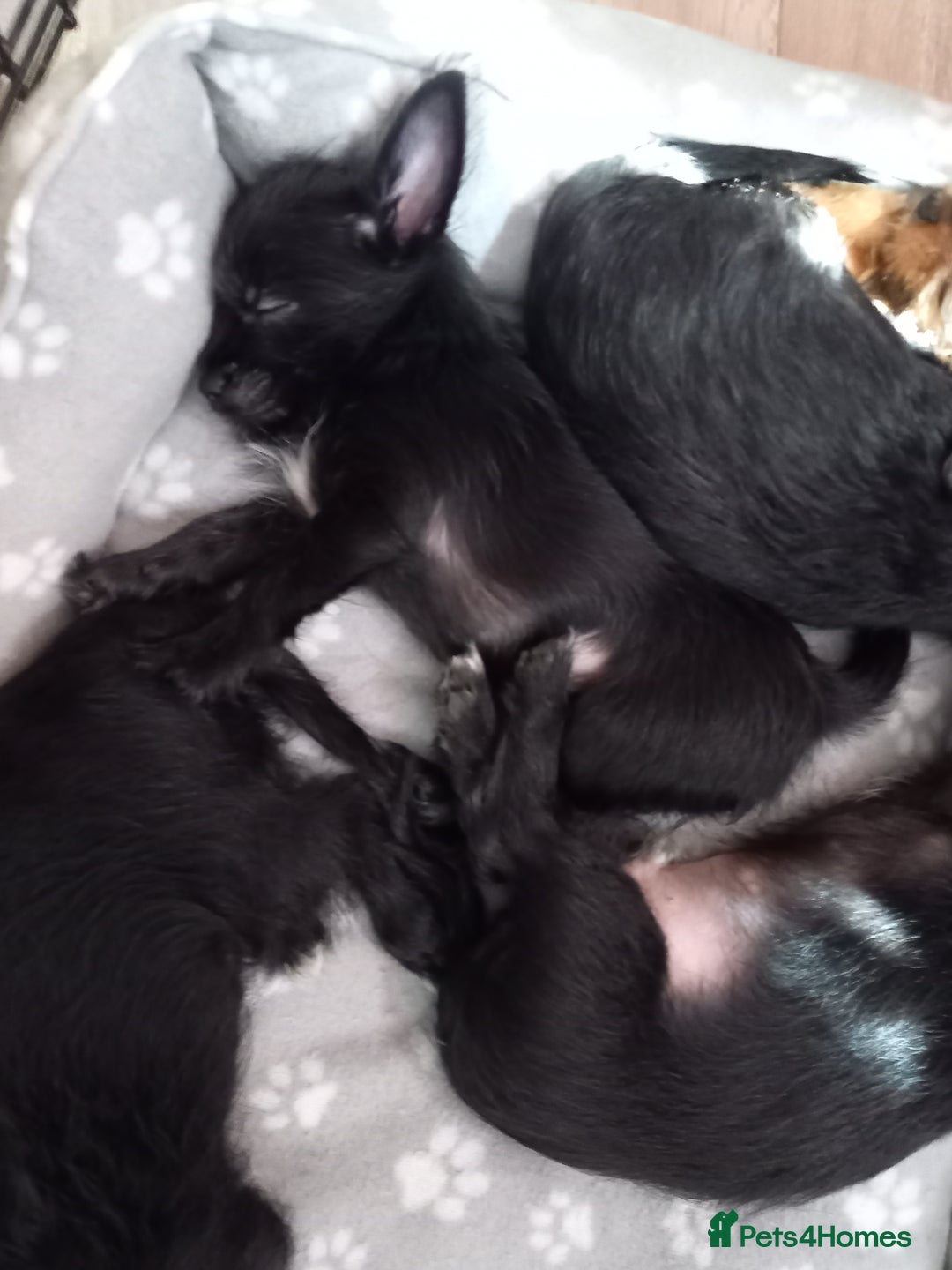 Mixed Breed dogs for sale: 💞ONLY 4 Beautiful Yorkie Russel Puppies Left 💞 - Image 39