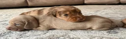 Miniature Dachshund dogs for sale: KC registered Miniature Dachshund  - Advert 7