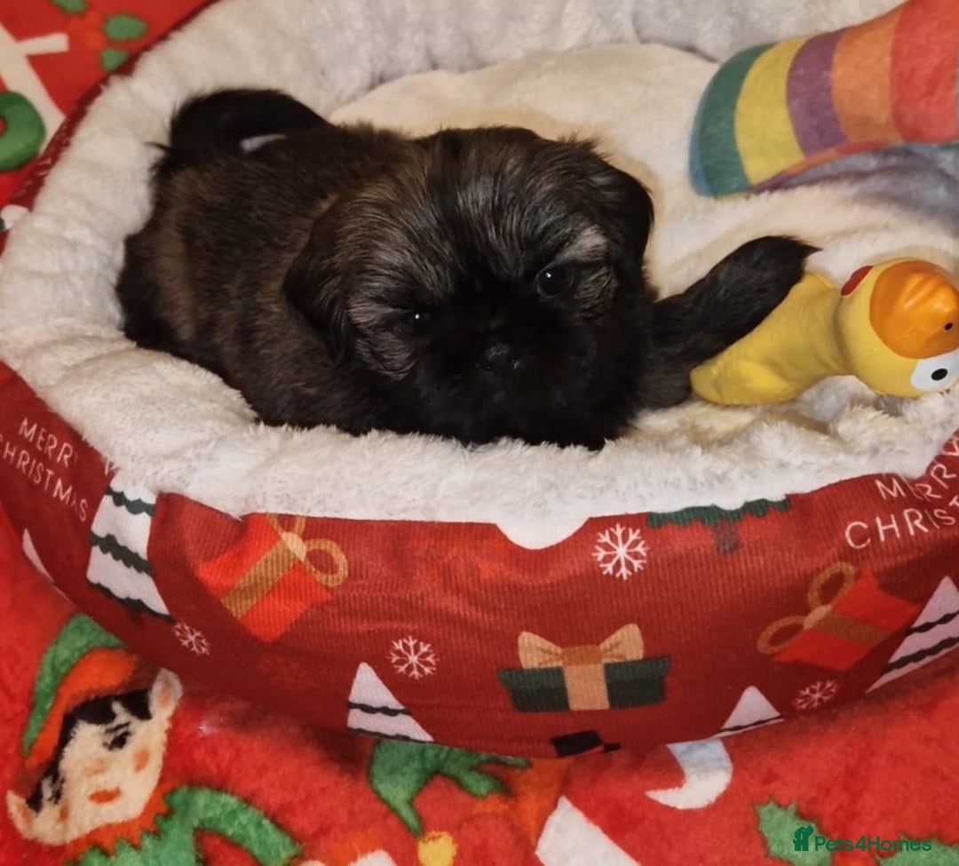 Shih Tzu dogs for sale: Imperial Shih Tzu- 1 beautiful girl❤️  - Advert 6