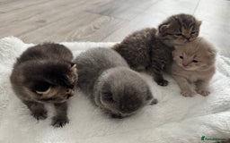 British Shorthair cats for sale: British Shorthair GCCF Champion Kittens ✨ - Image 6