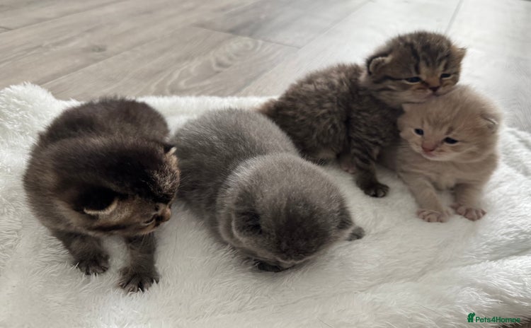 British Shorthair cats - Advert 16