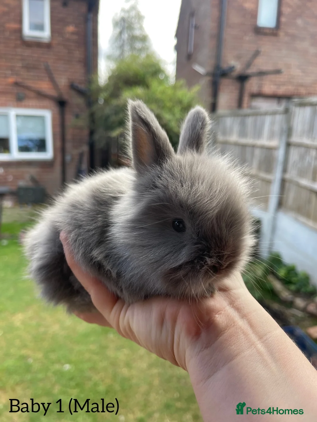 Angora rabbits for sale: Baby Angora x Lionheads Looking for new homes. - Advert 2
