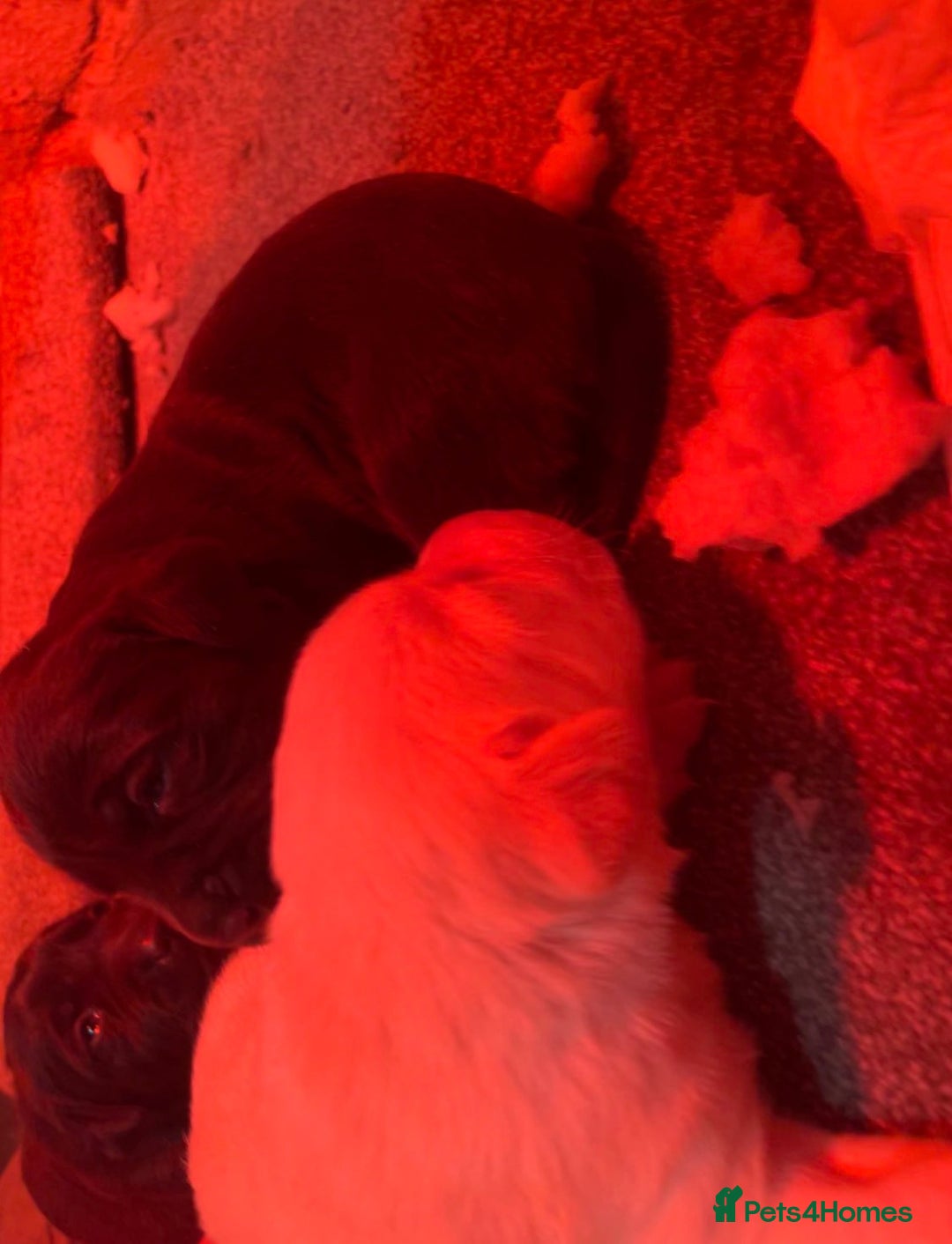 Labrador Retriever dogs for sale: 🌟 Fully vaccinated Chunky pedigree Labradors 🌟  - Advert 30