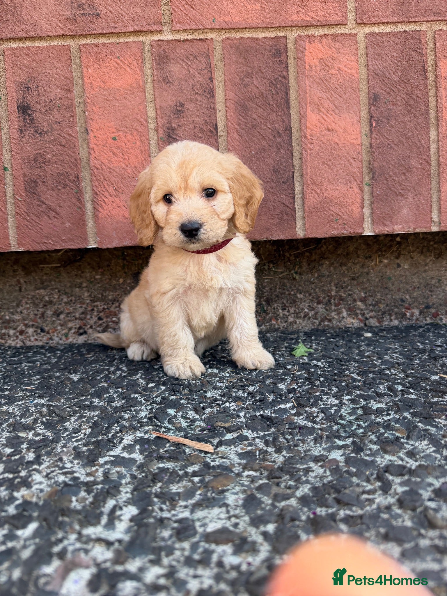 Cockapoo dogs Cockapoo’s for sale  - Advert 18