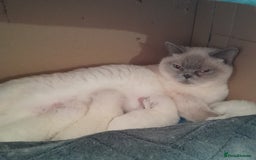 British Shorthair cats for sale: BSH Kitten - Male 5 Mth Old - Lilac Colourpoint - Image 20