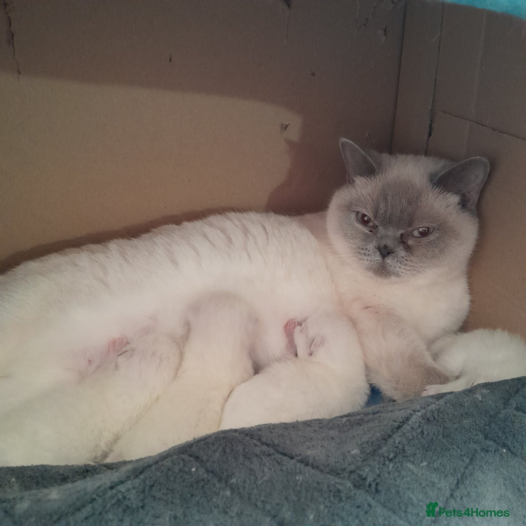 British Shorthair cats for sale: BSH Kitten - Male 5 Mth Old - Lilac Colourpoint - Image 20