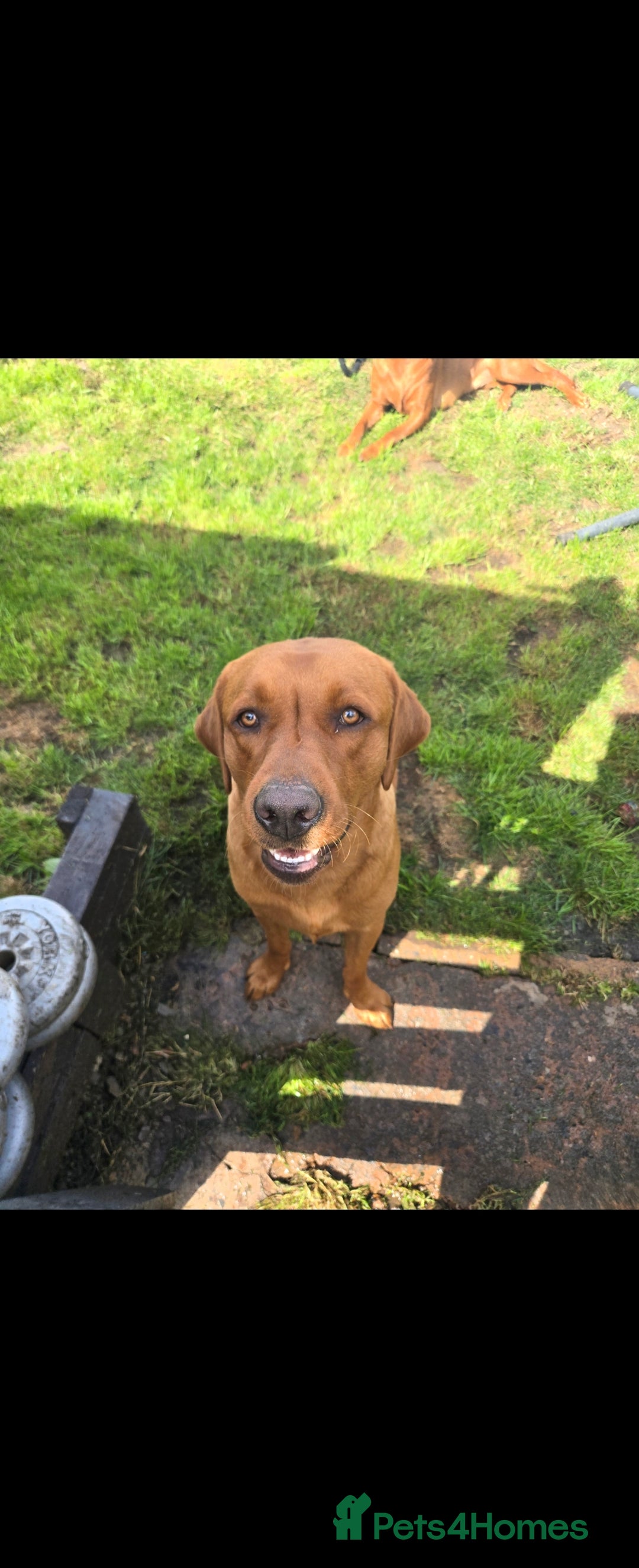 Labrador Retriever dogs for stud: Fox red labrador for stud - Advert 6