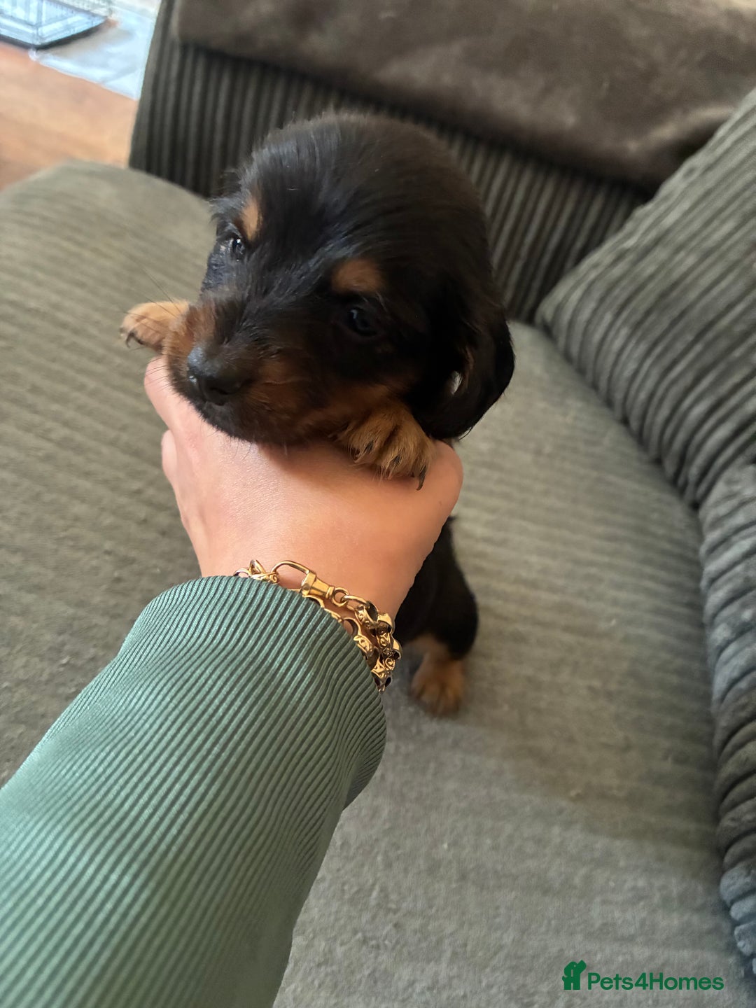 Miniature Dachshund dogs for sale: Broken coated miniature dachshunds  - Image 7