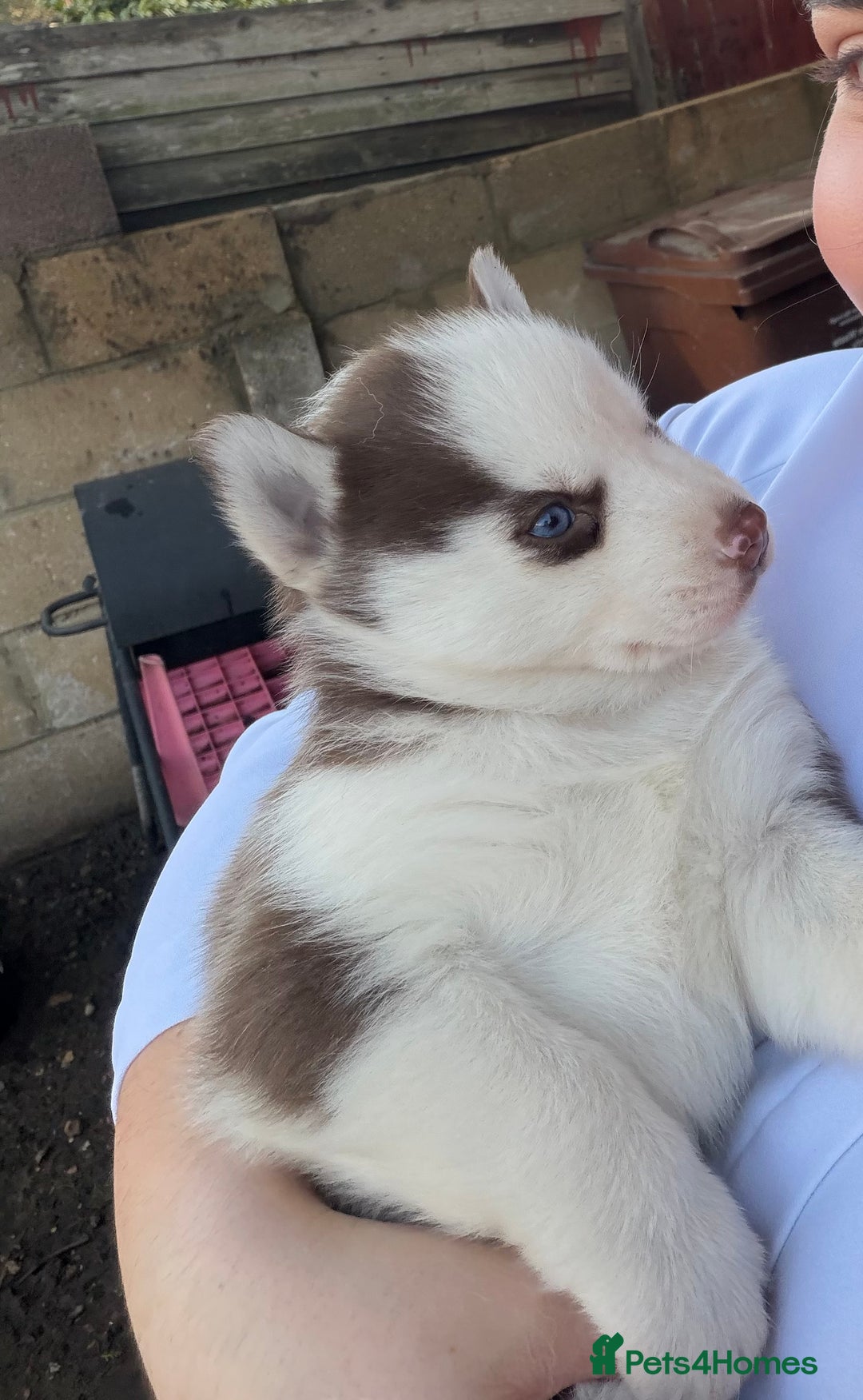 Siberian Husky dogs for sale: Adorable Siberian Husky puppies born December 14th - Advert 13