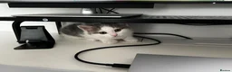 American Shorthair cats for sale: 3 Little Tabbies Looking for Their Forever Homes! - Advert 18