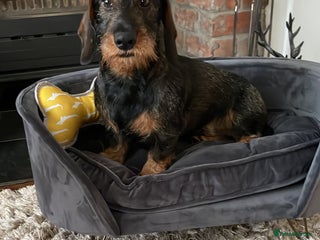 Dachshund dogs in Doncaster - Advert 6