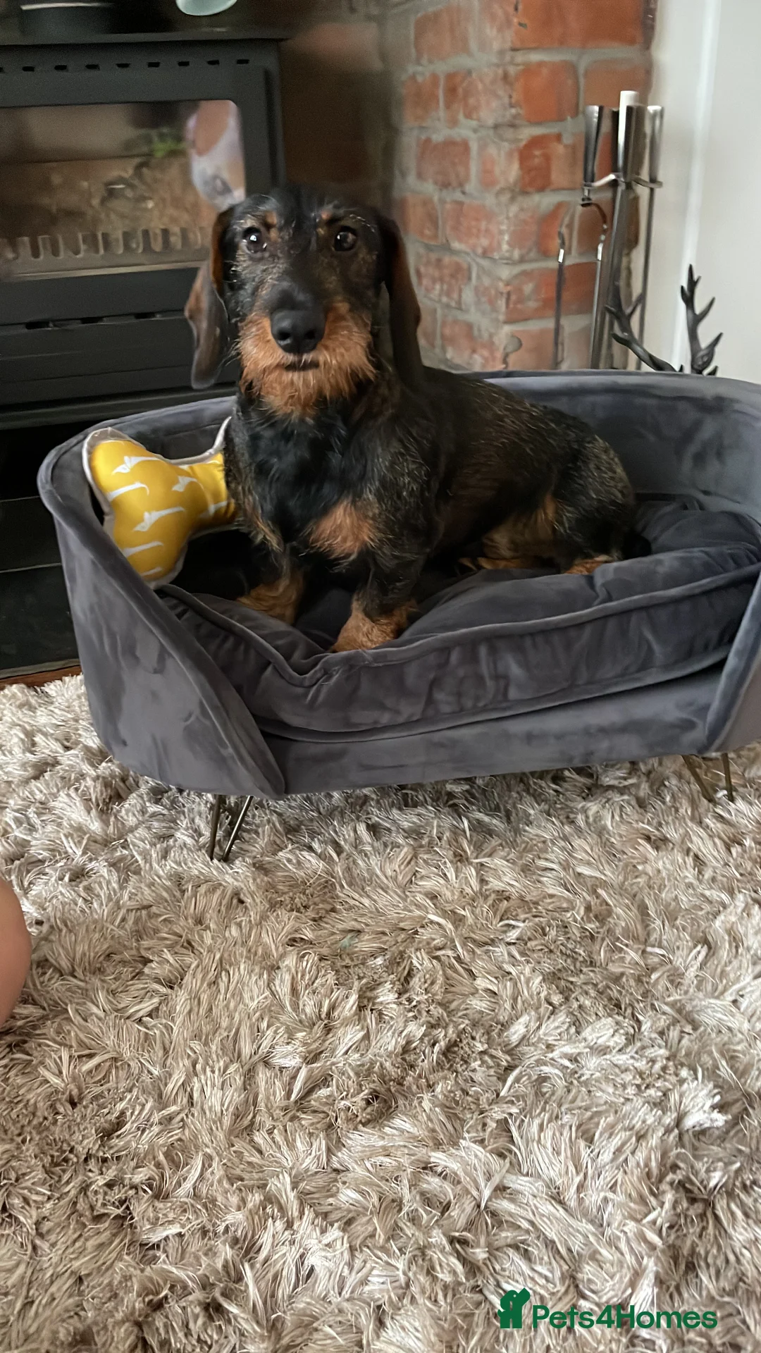 Dachshund dogs for stud: Proven kC Wire haired dachshund teckel stud in Doncaster - Advert 1