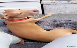 Mixed Breed dogs for sale: Sharlo mixed breed Dog - Advert 1