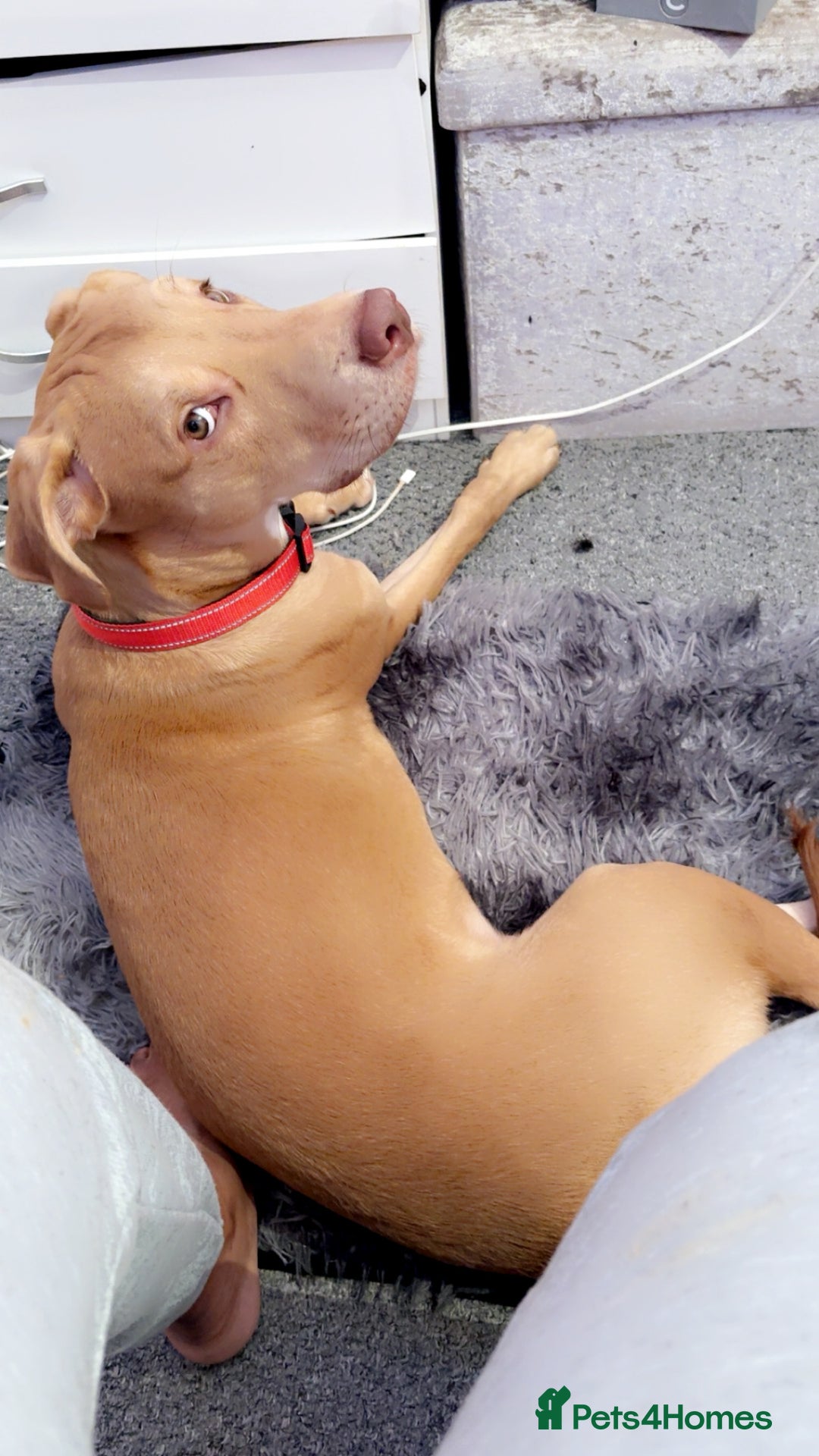 Mixed Breed dogs for sale: Sharlo mixed breed Dog - Advert 1