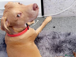 Mixed Breed dogs Sharlo mixed breed Dog - Advert 7