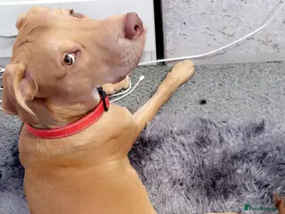 Mixed Breed dogs Sharlo mixed breed Dog - Advert 1