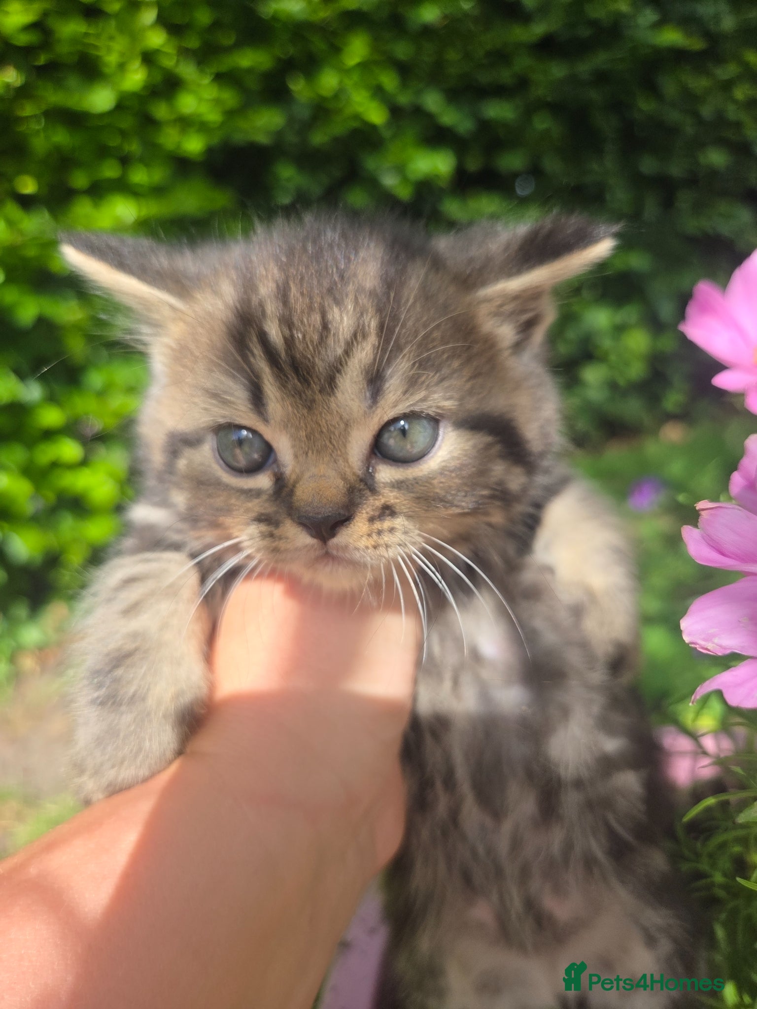 Persian cats for sale: Persian Cross tabby kittens for sale  in Warminster - Advert 26