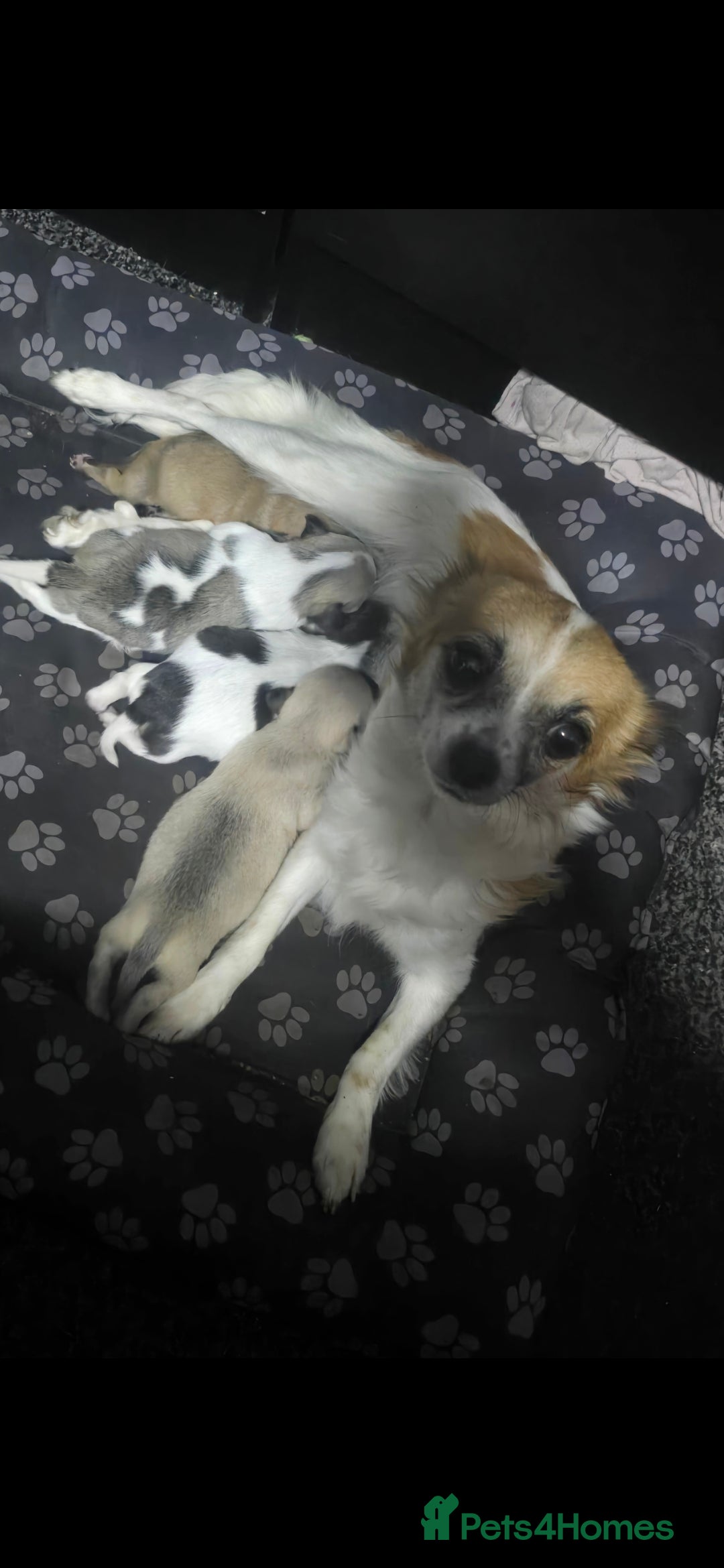 Chihuahua dogs Chihuahua puppies for sale  - Advert 4