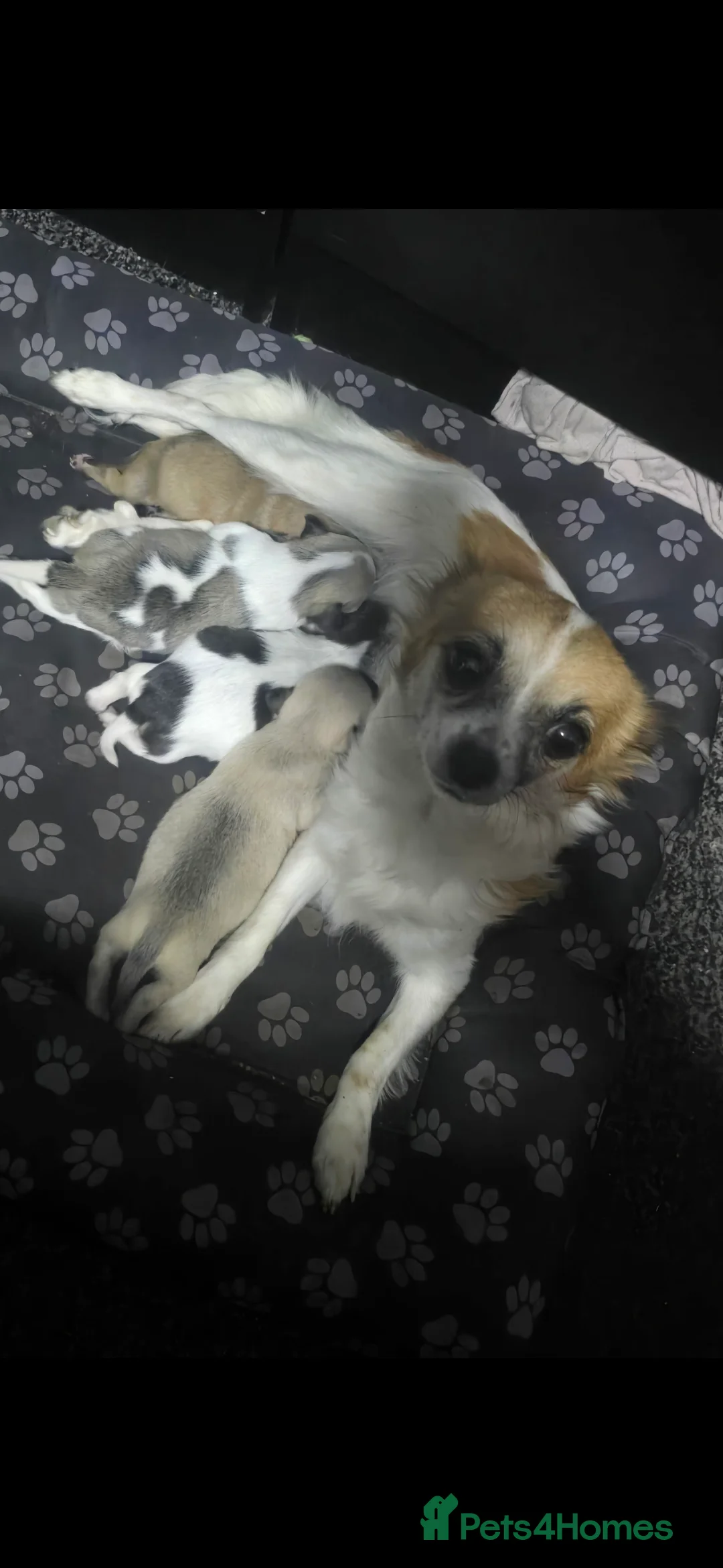 Chihuahua dogs for sale: Chihuahua puppies for sale  - Advert 1