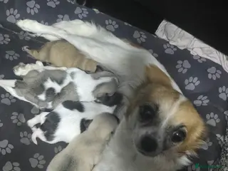 Chihuahua dogs Chihuahua puppies for sale - Advert 4