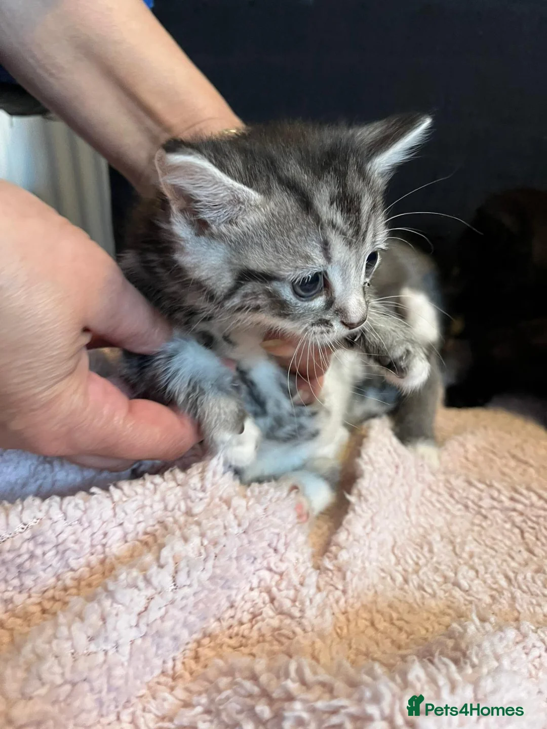 Mixed Breed cats for sale: 4 mix breed kittens in Leeds - Advert 1