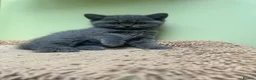 Scottish Fold cats for sale: Ready for rehoming! Registered Scottish striaghts  - Advert 9