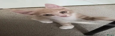 Apricot Tabby