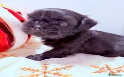 Shih Tzu dogs for sale: 3x Beautiful Pedigree Imperial Shih Tzu Girls - Advert 29