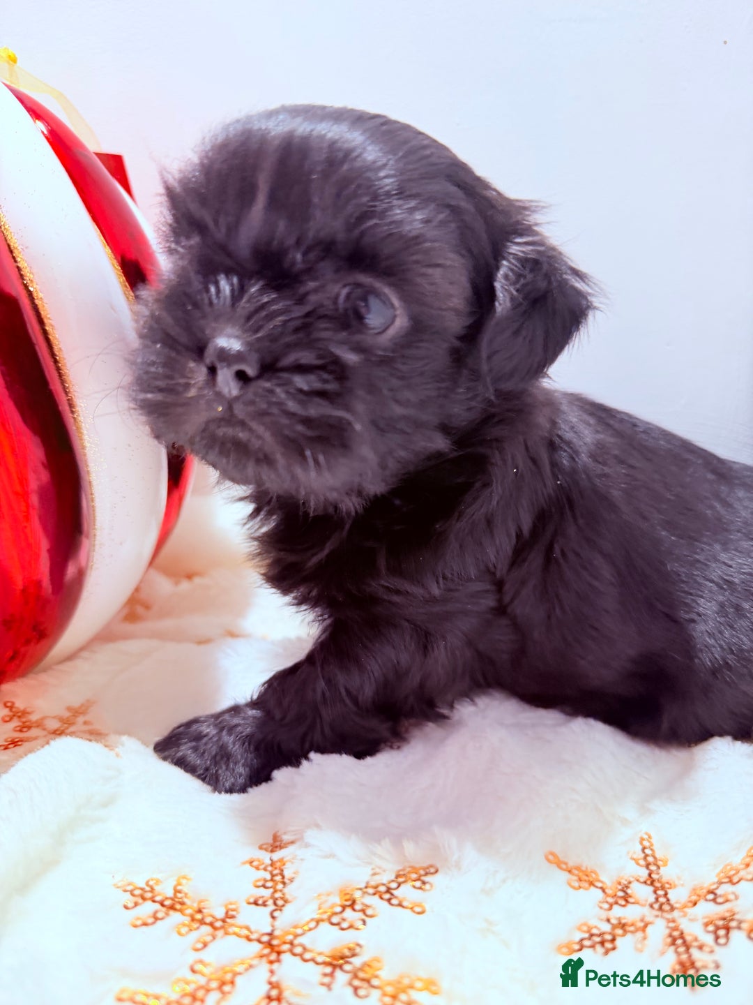 Shih Tzu dogs for sale: 3x Beautiful Pedigree Imperial Shih Tzu Girls - Advert 29