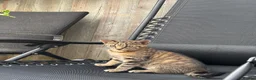 Mixed Breed cats for sale: Little Tiger🐯  in Barking - Advert 9