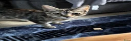 Mixed Breed cats for sale: 4 month old female kitten - Advert 3