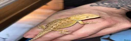 Bearded Dragon reptiles for sale: Super friendly baby bearded dragons - Advert 12