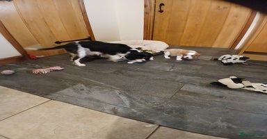 Cavalier King Charles Spaniel dogs - Advert 12