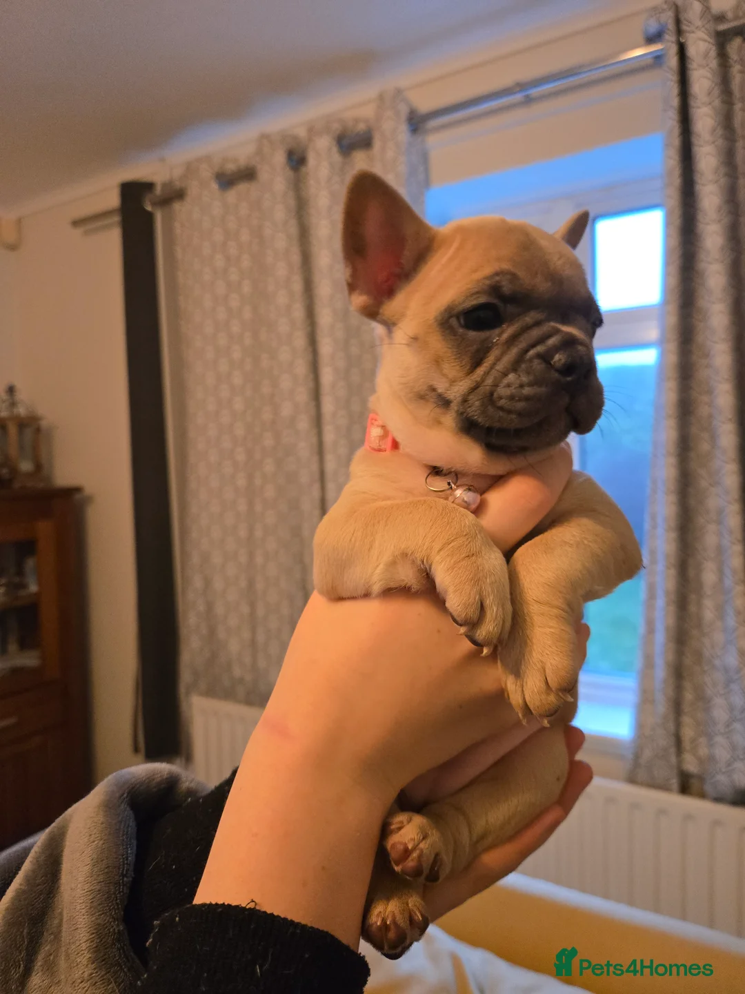 French Bulldog dogs for sale: French bulldog puppies.  - Advert 22