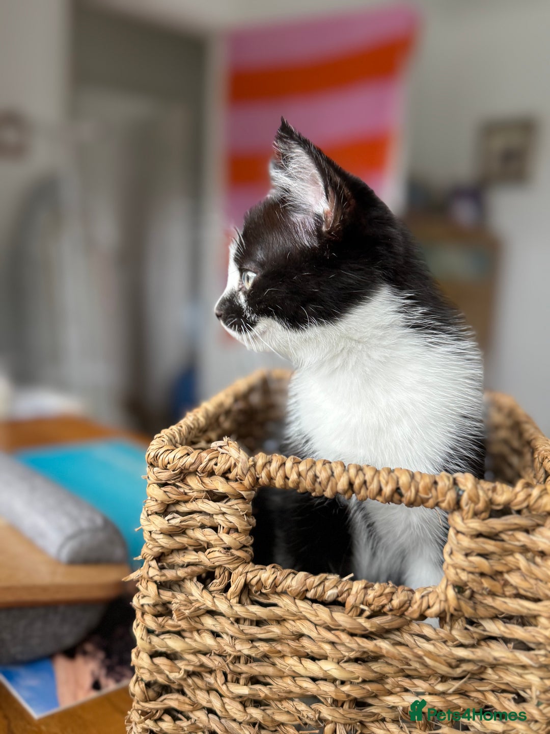 Mixed Breed cats for sale: Little boy looking for the new home - Image 5