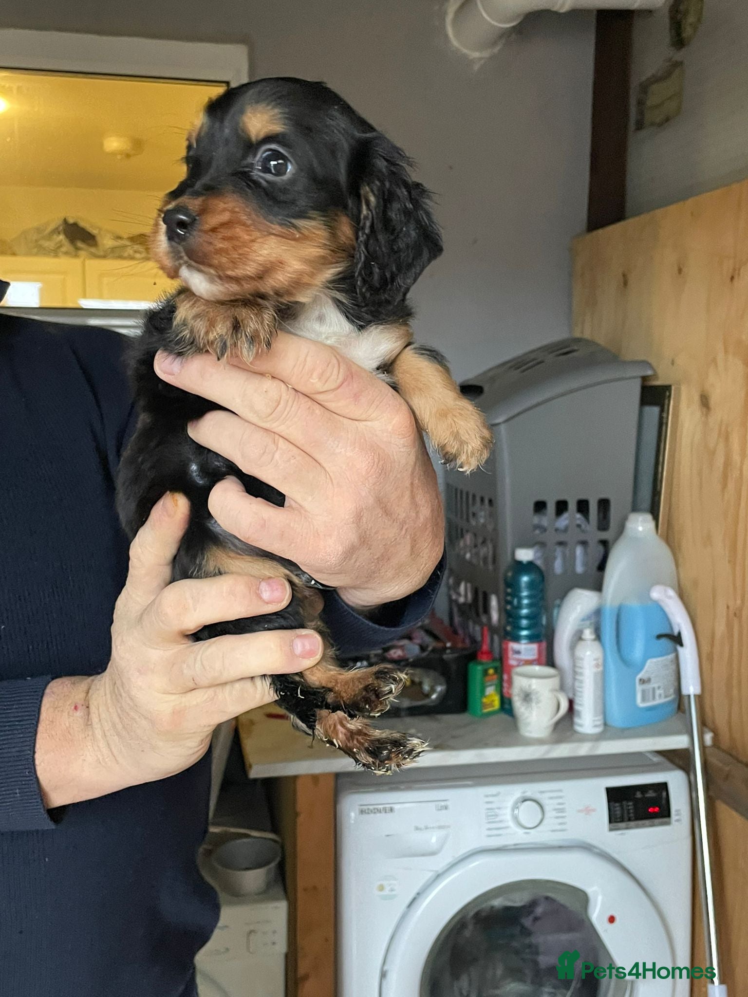 Cocker Spaniel dogs Girl and Boys cocker spaniels - Advert 11