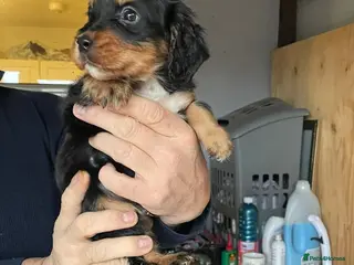 Cocker Spaniel dogs Girl and Boys cocker spaniels - Advert 7