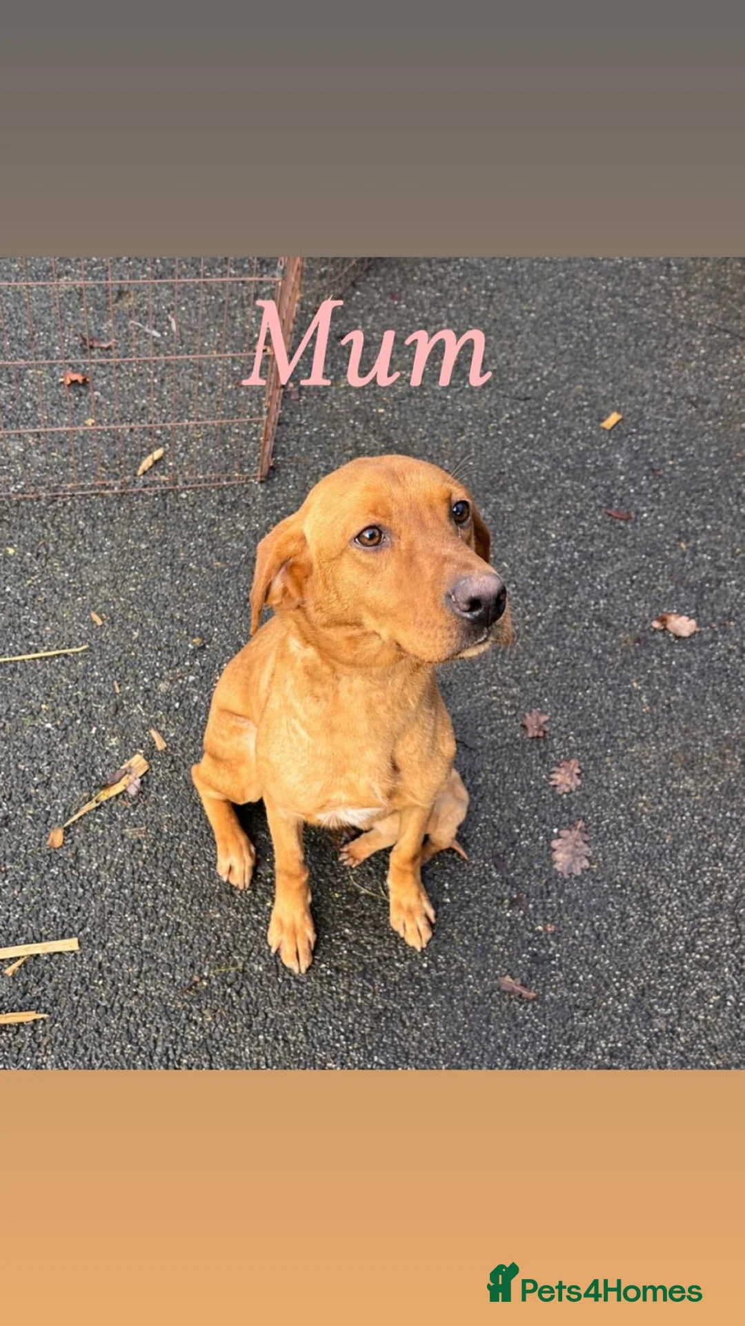 Cockerdor dogs for sale: Labrador x cocker spaniel pups - Advert 14