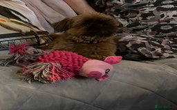 Shih Tzu dogs for sale: Sweet natured miniature female Shitzu  - Advert 13