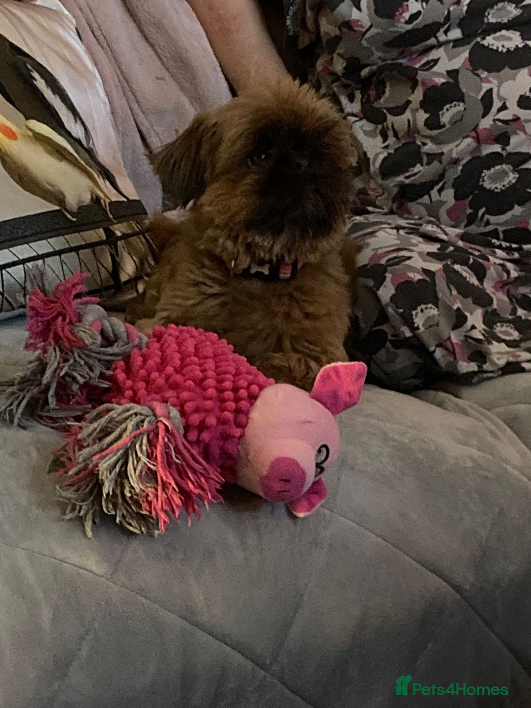 Shih Tzu dogs for sale: Sweet natured miniature female Shitzu  - Advert 13