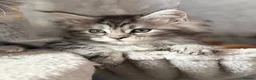 Maine Coon cats for sale: 🐾 MAINE COON KITTENS  🐾 - Advert 9