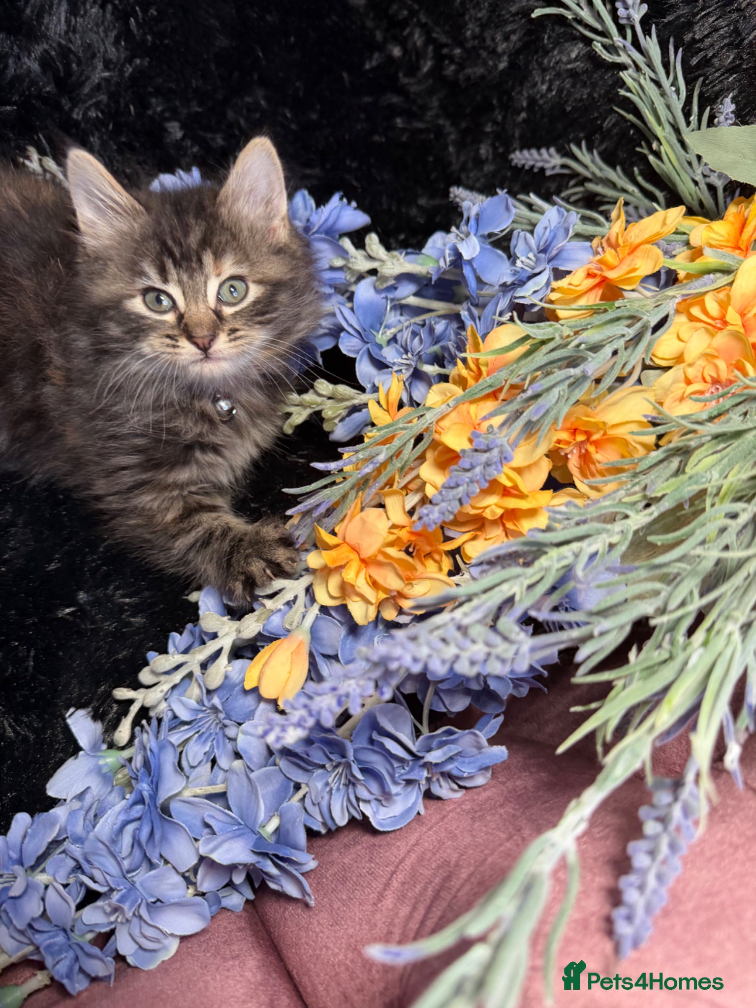 LaPerm cats 💕Beautiful LaPerms Ready to Reserve💕 - Advert 16