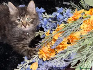 LaPerm cats 💕Beautiful LaPerms Ready to Reserve💕 - Advert 16