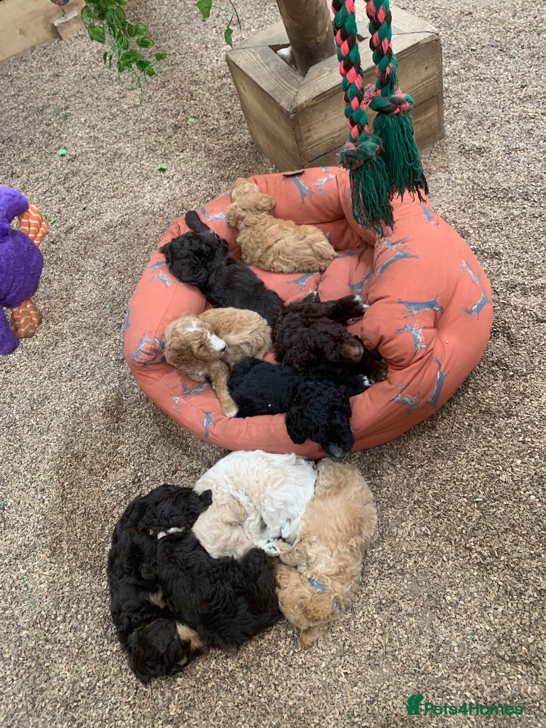 Bernedoodle dogs for sale: Medium Size Bernedoodle F1 puppies.  - Image 5