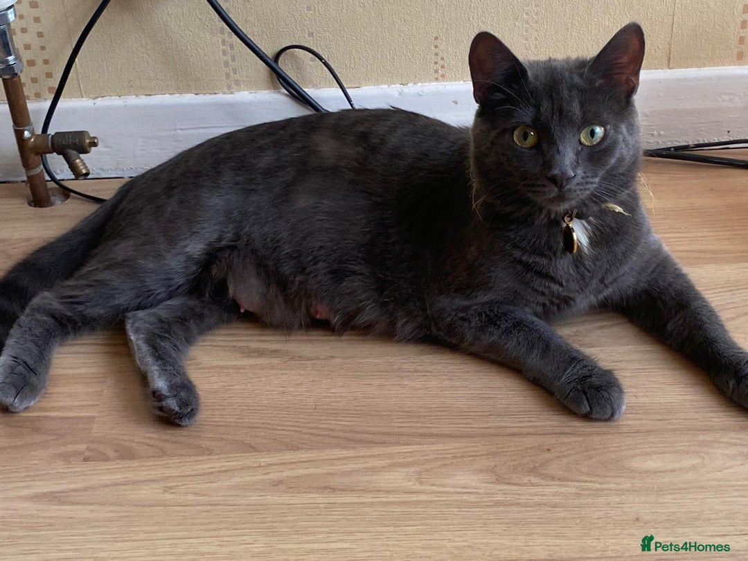 Domestic Shorthair cats for sale: Beautiful, friendly, playful &healthy kittens - Image 3